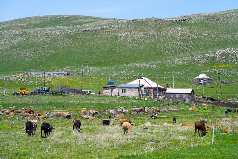 Cows grazing on a pasture in front of a farmhouse with green hills in the background, Zorakert, Lake Arpi, Shirak Province, Armenia