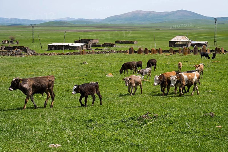 A group of young cattle moves across a wide green pasture with hills and scattered buildings, old cemetery, Aghvorik, Shirak province, Armenia