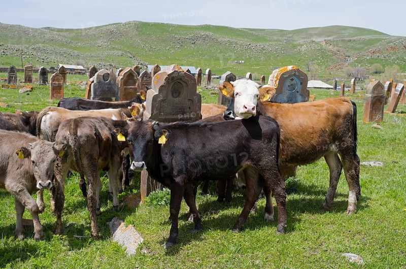 Cows and calves gather on a green meadow with old gravestones behind them, old cemetery, Aghvorik, Shirak province, Armenia