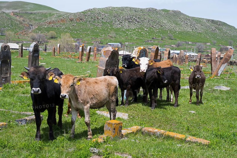 A group of cattle stands in a meadow in front of old gravestones with green hills in the background, old cemetery, Aghvorik, Shirak province, Armenia