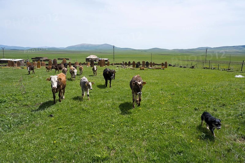 A herd of cattle with a dog walks across a wide green meadow in front of rolling hills, old cemetery, Aghvorik, Shirak province, Armenia