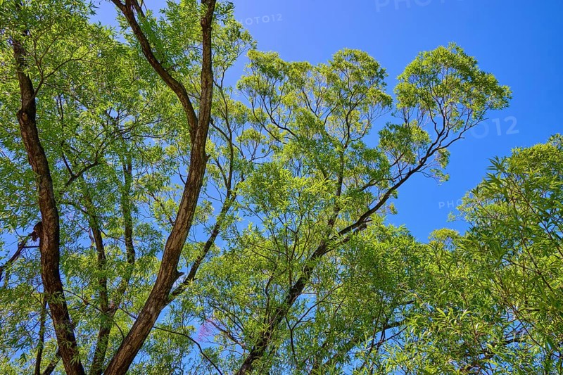 Treetops from below with bright green foliage against a blue sky, Queenstown, Queenstown-Lakes District, Otago, South Island, New Zealand