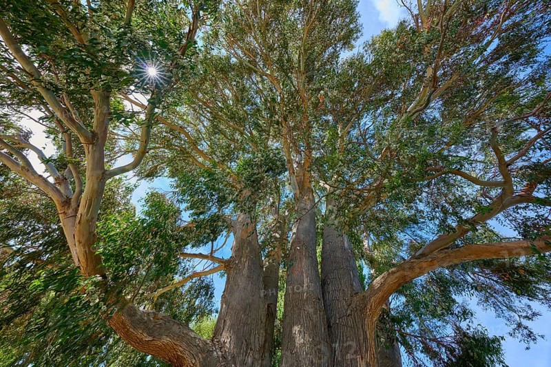 Tall tree peppermint eucalyptus (Eucalyptus radiata), with dense foliage, sunlight shimmering through the canopy, Kingston, Queenstown-Lakes District, Otago, South Island, New Zealand