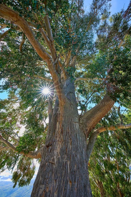 Tall tree peppermint eucalyptus (Eucalyptus radiata), with broad trunk and dense branches, sun rays breaking through the foliage, Kingston, Queenstown-Lakes District, Otago, South Island, New Zealand