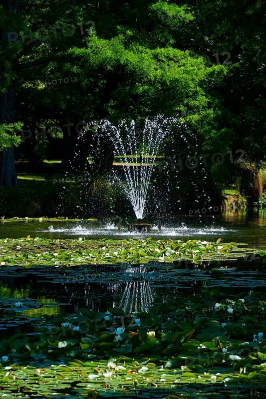 Fountain in a pond with bubbling water, surrounded by water lilies and green trees, Queenstown, Queenstown-Lakes District, Otago, South Island, New Zealand