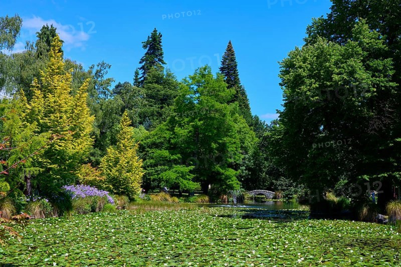 Idyllic garden pond with water lilies and stone bridge in the background, Queenstown, Queenstown-Lakes District, Otago, South Island, New Zealand