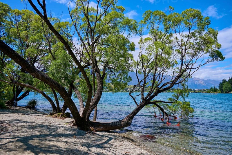 Overhanging trees by the lake with clear water and summer sky, Queenstown, Queenstown-Lakes District, Otago, South Island, New Zealand