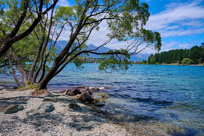 Trees by the lake with views of mountains and blue sky, Queenstown, Queenstown-Lakes District, Otago, South Island, New Zealand