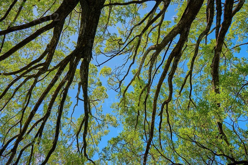 View from below of branching treetops against a blue sky, Queenstown, Queenstown-Lakes District, Otago, South Island, New Zealand