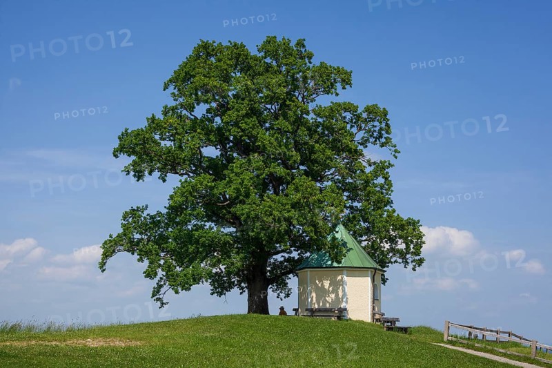 Lookout chapel with Luitpoldeiche, near Törwang, Samerberg, Chiemgau, Upper Bavaria, Bavaria, Germany