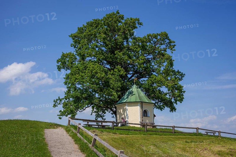 Lookout chapel with Luitpoldeiche, near Törwang, Samerberg, Chiemgau, Upper Bavaria, Bavaria, Germany