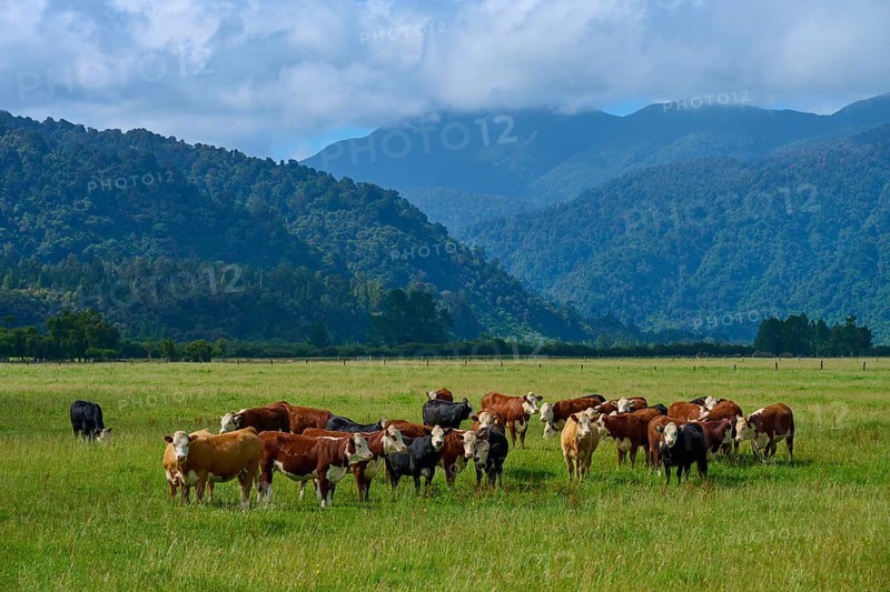 Cows on a wide green pasture with a gentle mountain backdrop and clouds in the sky, West Coast, South Island, New Zealand