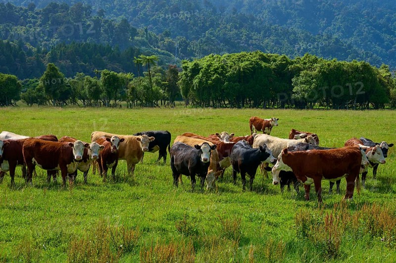 Cows grazing in a lush green meadow with mountains and forests in the background under a cloudy sky, West Coast, South Island, New Zealand