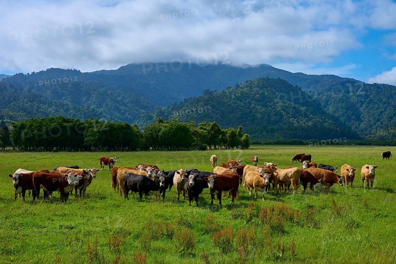 A group of cows in a wide meadow against a mountain backdrop under a cloudy sky, West Coast, South Island, New Zealand