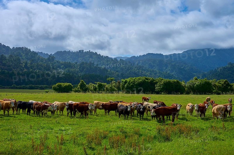 Cows standing in a lush pasture with forests and mountains in the background under a slightly cloudy sky, West Coast, South Island, New Zealand