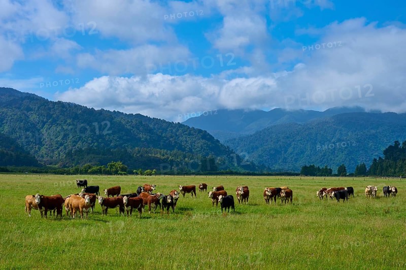 Cows grazing on a green pasture against a mountain backdrop with clouds in the sky, West Coast, South Island, New Zealand
