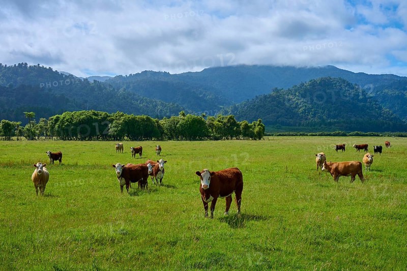 Cows standing and grazing on a wide, green meadow in front of a hilly mountain backdrop, West Coast, South Island, New Zealand