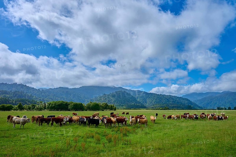 Cows grazing in a vast green pasture under a dramatic sky with clouds and mountains in the background, West Coast, South Island, New Zealand