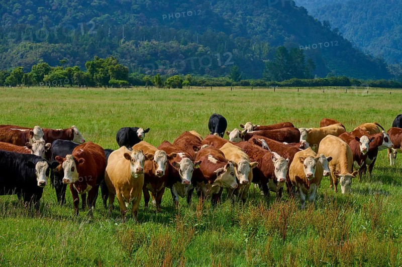 Cows grazing on lush pasture with wooded hills in the background, West Coast, South Island, New Zealand