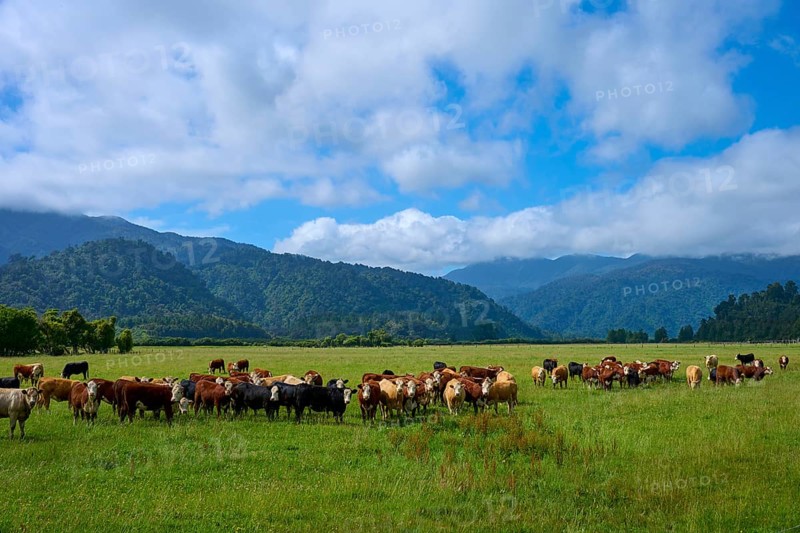 Herd of cows on green pasture surrounded by mountains under cloudy sky, West Coast, South Island, New Zealand