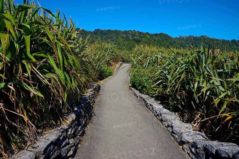 Plant-lined path leads through dense vegetation under a blue sky, Pancake Rocks, Westport, Greymouth, West Coast, South Island, New Zealand