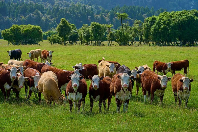 Group of cows on grassy pasture with trees and sky, West Coast, South Island, New Zealand