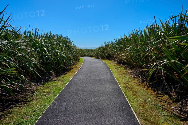 Tarmac path through dense vegetation under a clear blue sky, Pancake Rocks, Westport, Greymouth, West Coast, South Island, New Zealand