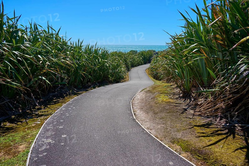 A winding tarmac path meanders through dense vegetation under a blue sky, Pancake Rocks, Westport, Greymouth, West Coast, South Island, New Zealand