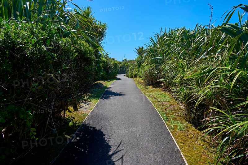 A narrow tarmac path leads through lush greenery in the sunshine under a blue sky, Pancake Rocks, Westport, Greymouth, West Coast, South Island, New Zealand