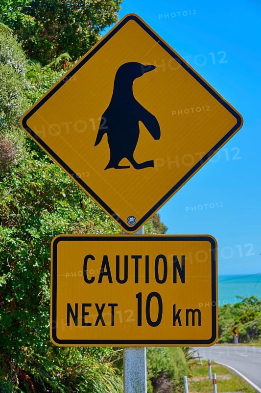 Penguin warning sign on a road overlooking the blue ocean, West Coast, South Island, New Zealand