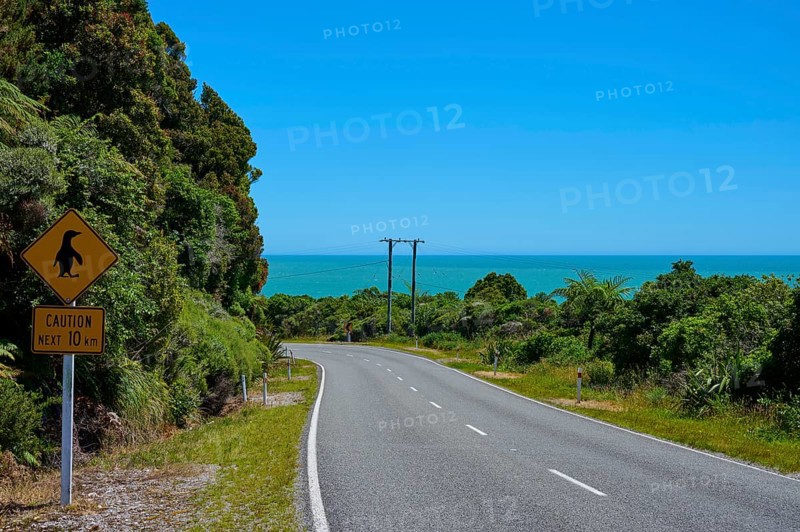 Coastal road with penguin warning sign offers a view of the blue sea, West Coast, South Island, New Zealand