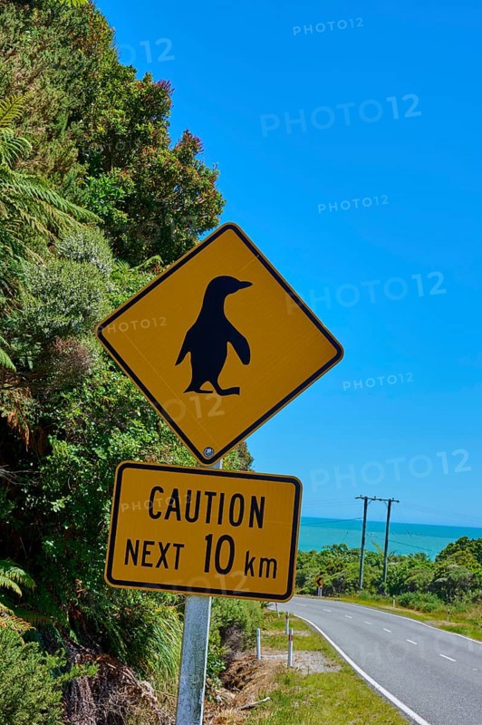 Road sign warning of penguins with a view of blue sky and green vegetation, West Coast, South Island, New Zealand
