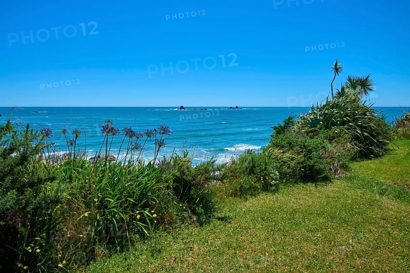 Lush vegetation with the sea in the background under a blue sky, Cape Foulwind, West Coast, South Island, New Zealand