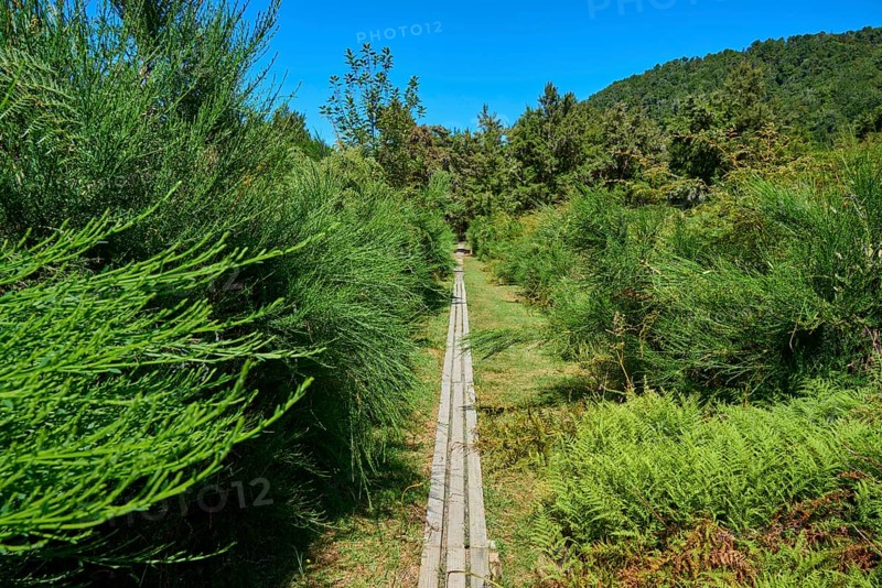 Wooden walkway between dense greenery in a forest on a sunny day, Buller Gorge Swing Bridge, Buller River, Murchison, Tasman, South Island, New Zealand