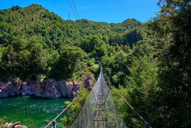 View from suspension bridge to river and dense forest, summer atmosphere, Buller Gorge Swing Bridge, Buller River, Murchison, Tasman, South Island, New Zealand