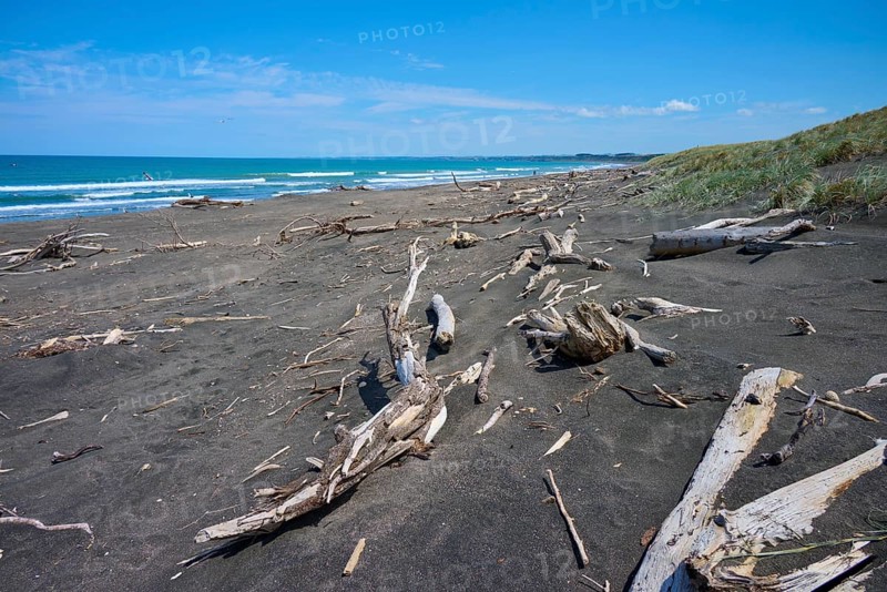 A collection of driftwood on a sandy beach overlooking the sea, Mana Bay, Patea, Taranaki, North Island, New Zealand