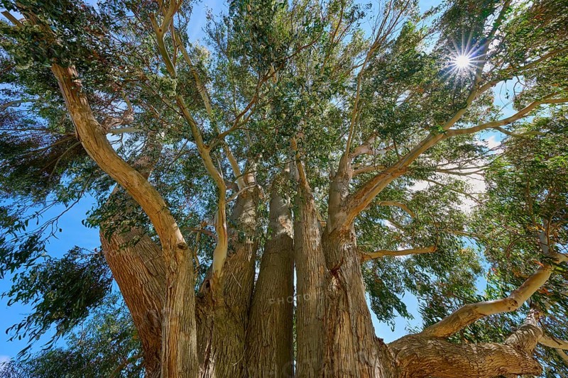 View of a mighty tree with sunshine and blue sky in the background, Kingston, Queenstown-Lakes District, Otago, South Island, New Zealand