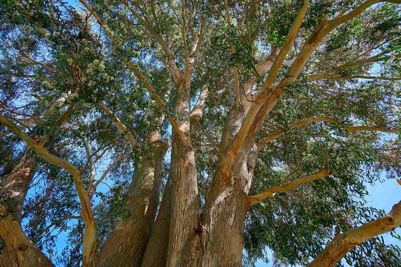 Bottom view of a large tree with spreading branches and blue sky, Kingston, Queenstown-Lakes District, Otago, South Island, New Zealand