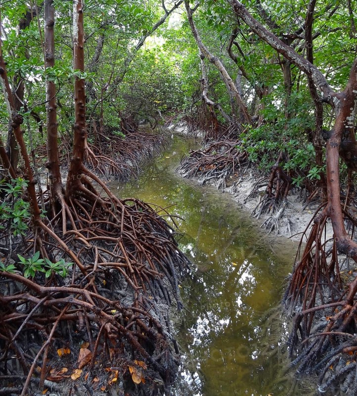 Mangrove forest at the Everglades in Florida (USA)