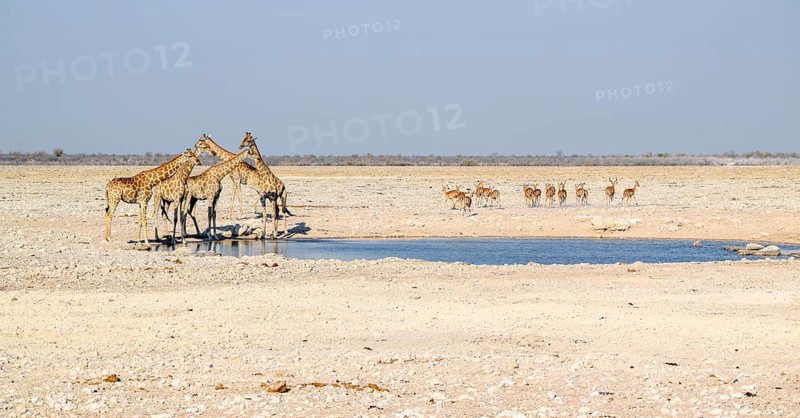 Sunny savannah scenery including a group of giraffes and some gazelles at a waterhole in Namibia
