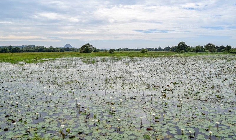 Natural waterside scenery seen in Sri Lanka