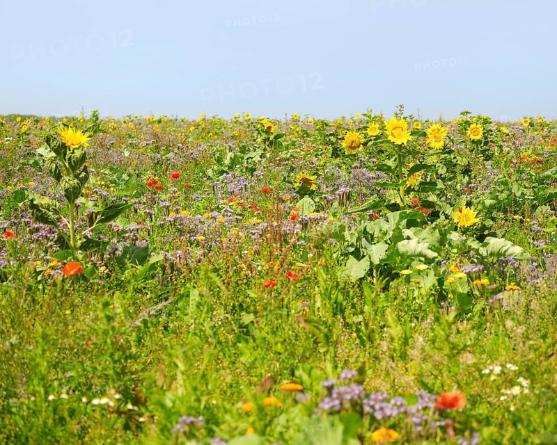 Flowering meadow with lots of various herbs and flowers in sunny ambiance