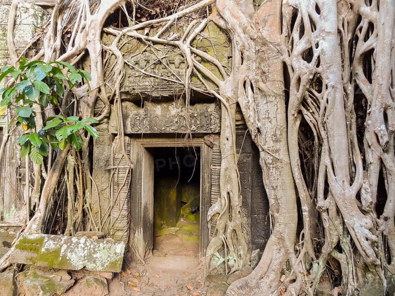 Temple detail at Angkor Thom overgrown with roots