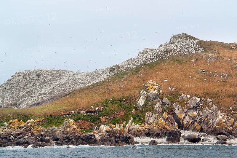 Colorful rocky coastal scenery including a big bird sanctuary at the Seven Islands in Brittany, France