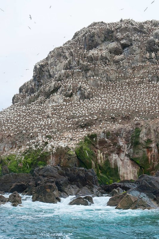 Rocky coastal scenery including a big bird sanctuary population at the Seven Islands in Brittany, France