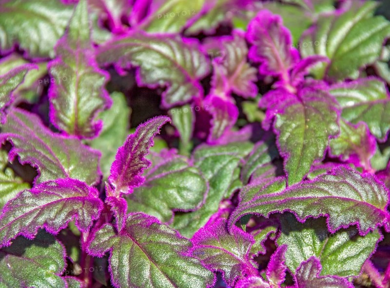 Detail shot of some green Gynura leaves with violet fluff