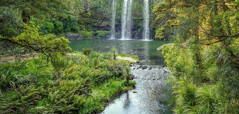 Natural scenery around Whangarei Falls in New Zealand