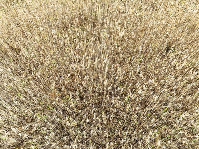 Reed in the marshland of the Nature Reserve La Breña y Marismas del Barbate. Aerial view. Drone shot. Cádiz province, Andalusia, Spain