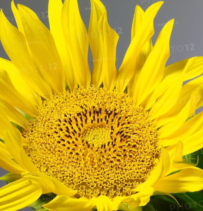 Sunflower detail in grey back