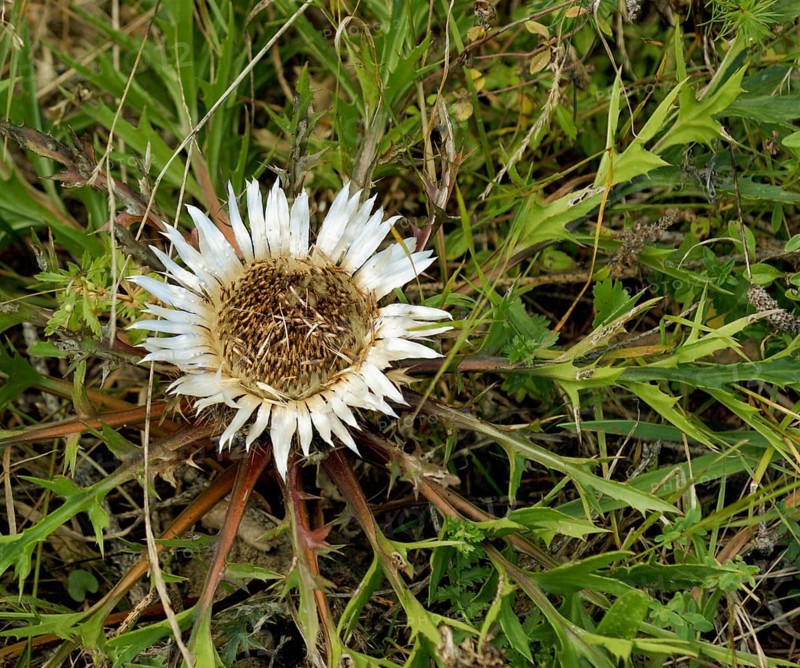 Silver Thistle seen from above